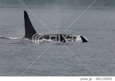 海峡をゆく　知床シャチの群れ 98120992