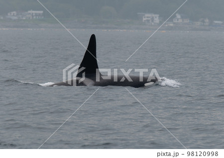 海峡をゆく 知床シャチの群れ 海峡をゆく 知床シャチの群れ 98120998