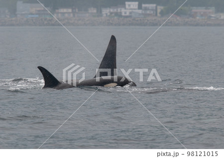 海峡をゆく 知床シャチの群れ 海峡をゆく 知床シャチの群れ 98121015