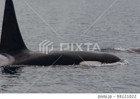 海峡をゆく　知床シャチの群れ 98121022