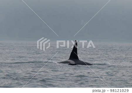 海峡をゆく　知床シャチの群れ 98121029