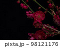 赤色の梅、紅梅の花の黒背景写真 98121176