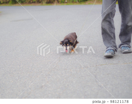 散歩で走る犬 98121178