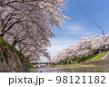 川沿いに咲く満開の桜の写真 98121182