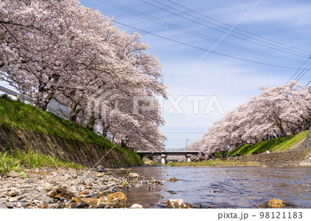 川沿いに咲く満開の桜の写真 川沿いに咲く満開の桜の写真 98121183