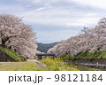 川沿いに咲く満開の桜の写真 98121184