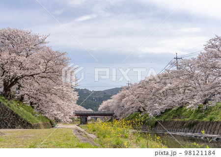 川沿いに咲く満開の桜の写真 川沿いに咲く満開の桜の写真 98121184