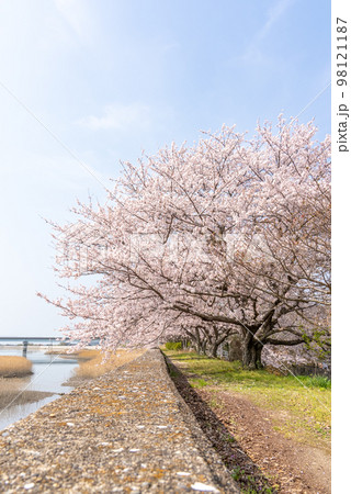 川沿いに咲く満開の桜の写真 98121187