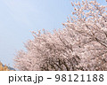 満開の桜と空の写真 98121188