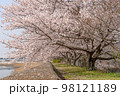川沿いに咲く満開の桜の写真 98121189