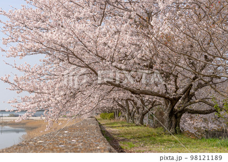 川沿いに咲く満開の桜の写真 98121189