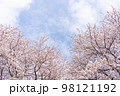 満開の桜と空の写真 98121192