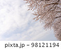 満開の桜と空の写真 98121194