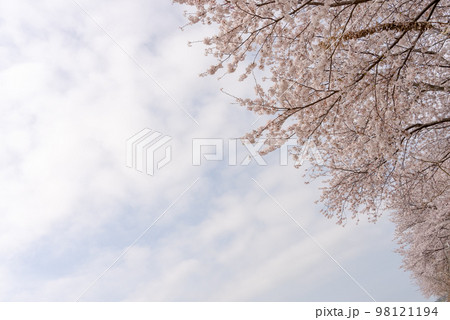 満開の桜と空の写真 98121194