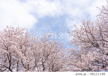 満開の桜と空の写真 98121196