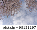 満開の桜と空の写真 98121197