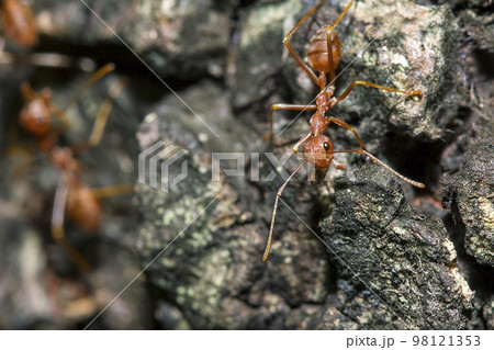 Red ants on the tree, the name of the species Oecophylla smaragdina in the family Formicidae Red ants on the tree, the name of the species Oecophylla smaragdina in the family Formicidae 98121353