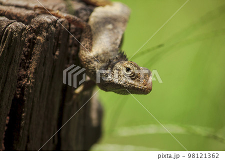chameleon on the dry wood chameleon on the dry wood 98121362