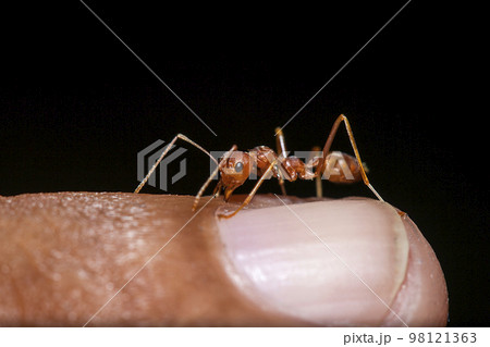 Red ants on the fingers Red ants on the fingers 98121363