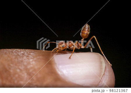 Red ants on the fingers 98121367