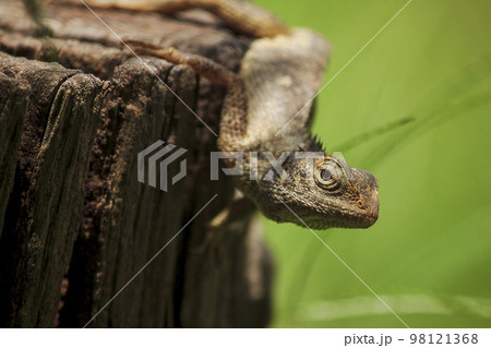 chameleon on the dry wood chameleon on the dry wood 98121368