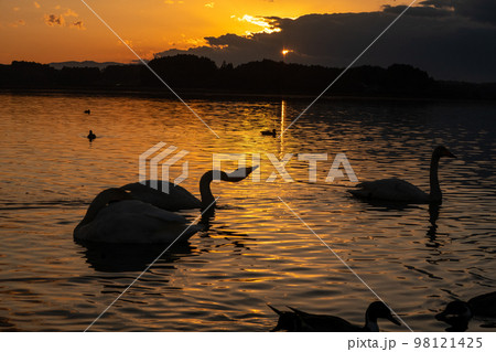 白鳥と夕陽　 98121425