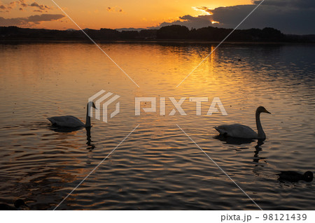 白鳥と夕陽 白鳥と夕陽 98121439