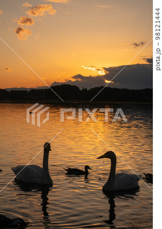 白鳥と夕陽　 98121444
