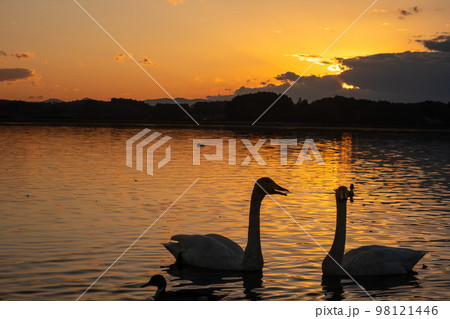 白鳥と夕陽 白鳥と夕陽 98121446