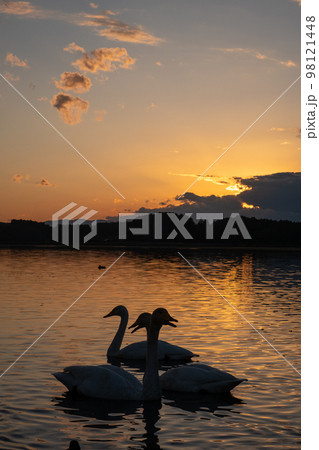 白鳥と夕陽 白鳥と夕陽 98121448
