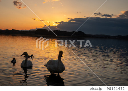 白鳥と夕陽　 98121452