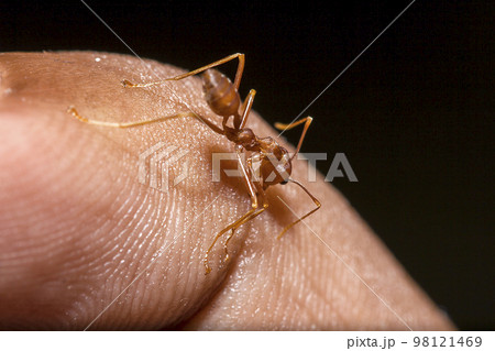 Red ants on the fingers 98121469