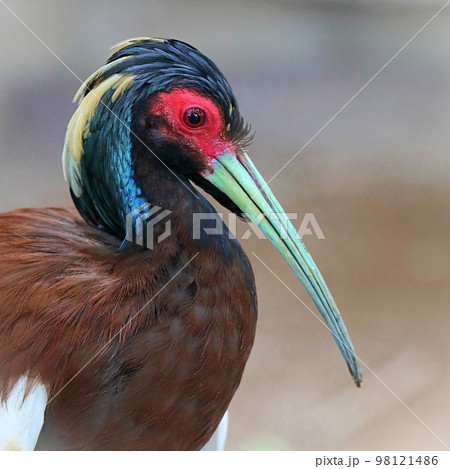 美しいマダガスカルトキの横顔 美しいマダガスカルトキの横顔 98121486
