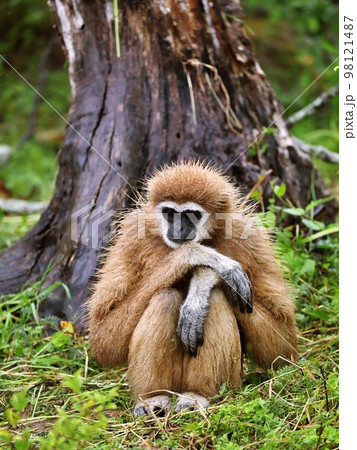 雨に濡れて座るシロテテナガザル 雨に濡れて座るシロテテナガザル 98121487
