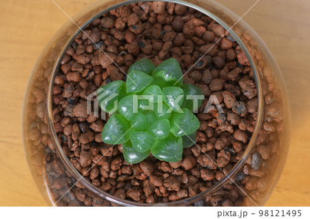 ハオルチア・雫石 98121495