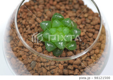 ハオルチア・雫石 98121500