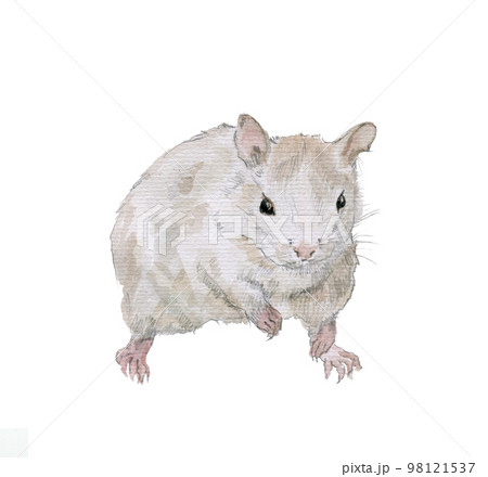 デグー　正面　見つめる 98121537