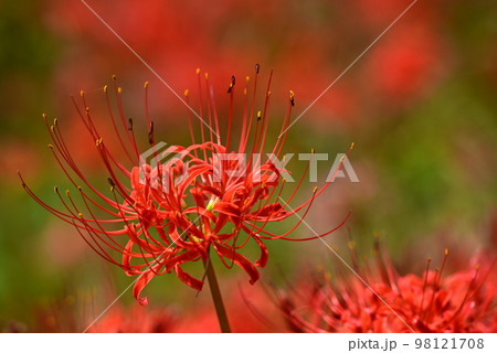 赤い花彼岸花 赤い花彼岸花 98121708
