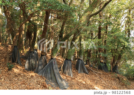 ナラ枯れ被害防止対策 98122568