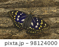 オオムラサキ オス 新成虫 98124000