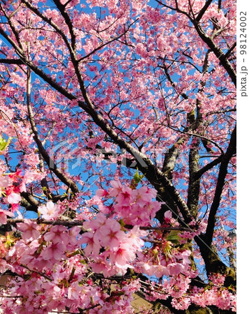 青空の下の桜満開 98124002