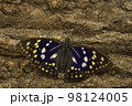 オオムラサキ オス 新成虫 98124005