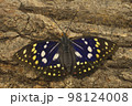 オオムラサキ オス 新成虫 98124008