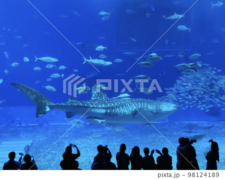 沖縄県那覇市にある美ら海水族館のジンベイザメ 98124189
