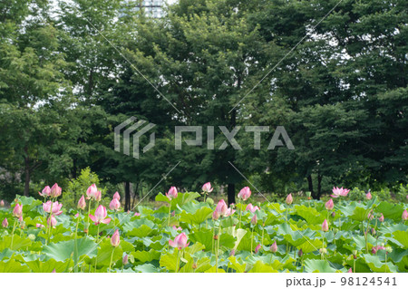 夏の公園でピンクが映えるハスの花 夏の公園でピンクが映えるハスの花 98124541