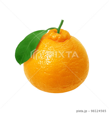 デコポン でこぽん イラスト リアル  98124565