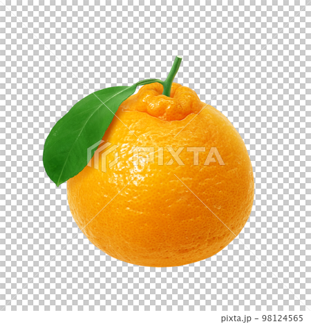 デコポン でこぽん イラスト リアル  98124565