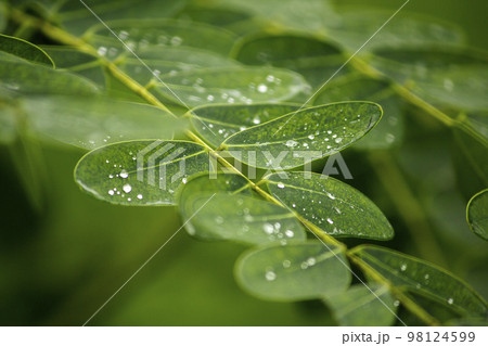 Drops of water on the leaves Drops of water on the leaves 98124599