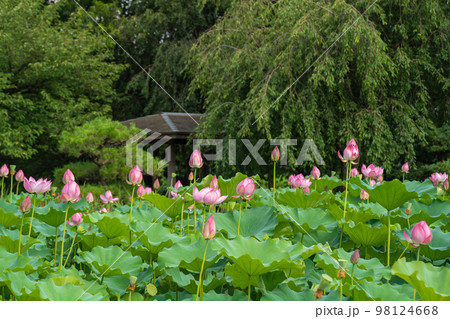 夏の公園でピンクの花が映えるハス 98124668