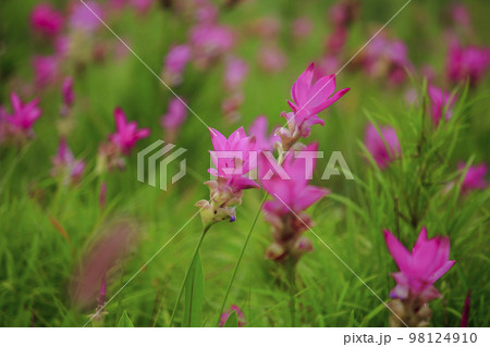 Curcuma sessili pink is blooming beautifully in the rainy season 98124910